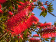 Red flowers of Pohutukawa tree