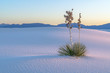 White Sands Yucca Sunset