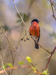 Sticker - Bullfinch on twig