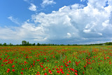 Fototapeta Maki - Red poppies field
