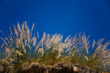 Wall Mural - Soft silk grass with sky background.
