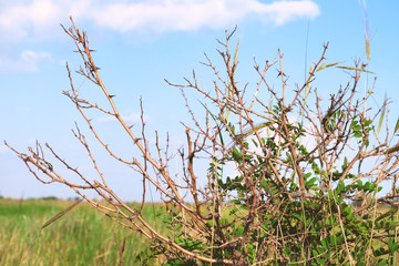 Wall Mural - Thorny meadow bush on light sky background