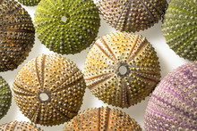 Sea Urchin Shels On A White Background