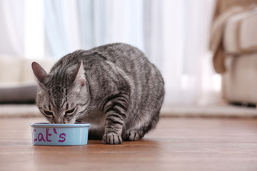 Cat eating from bowl on floor