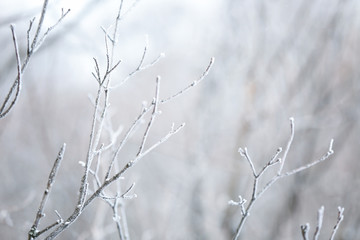 Sticker - Tree branches covered with hoarfrost, closeup