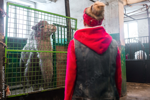 Fotografia, Obraz The trainer woman in the circus stands in front of the cage with a camel
