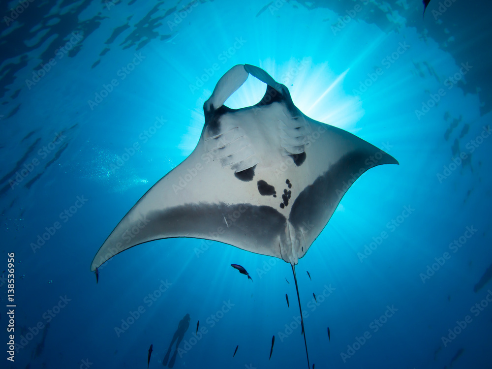 Giant Manta ray from underneath blocking out sun with a snorkeler on the surface. - obrazy, fototapety, plakaty 