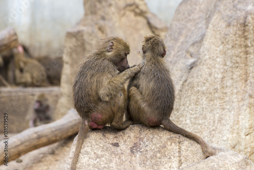 Fotografie, Obraz Two Yellow baboons, Papio cynocephalus, delousing each other in a zoo