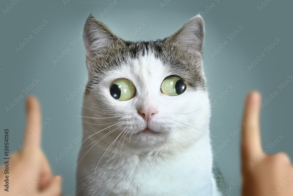 funny cat at ophtalmologist appointmet - obrazy, fototapety, plakaty 