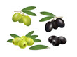 set of green and black olives on white background