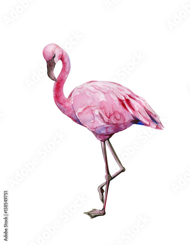 Watercolor illustration of tropical pink flamingo bird. Trendy artwork with t...