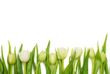 Fototapeta  - Floral border of fresh white tulips