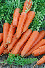 Wall Mural - Fresh carrots bunch with leaves