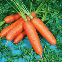 Wall Mural - Fresh carrots bunch with green leaves