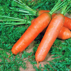 Wall Mural - Fresh carrots with green leaves