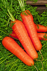 Wall Mural - Fresh carrots with leaves