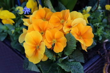 primula - beautiful spring flowers, garden decoration.