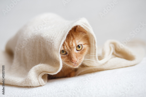 Orange fluffy cat sitting sitting under beige knitted blanket. Poster