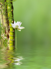 Wall Mural - bambous à noeud et lotus avec reflets