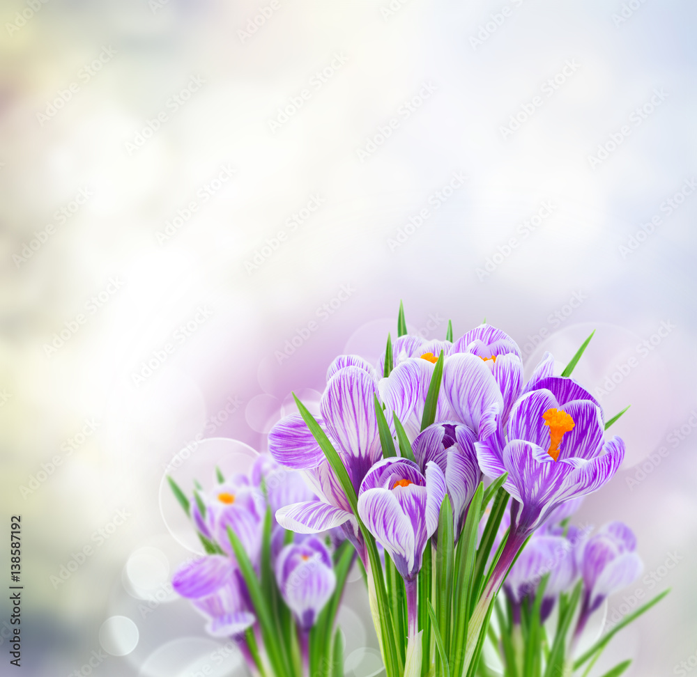 Violet crocus flowers on gray spring bokeh background - obrazy, fototapety, plakaty 