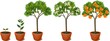 Growing orange tree. Life cycle plant