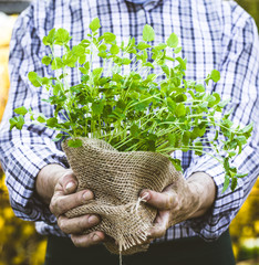 Canvas Print - Farmer with herbs