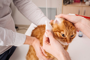 Wall Mural - Woman vet doctor cleaning cat's ears in clinic with white swab.