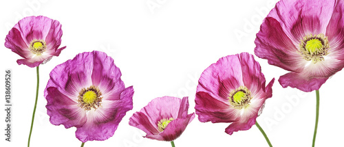 pink poppies