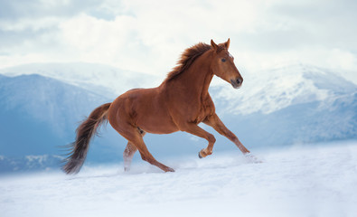 Canvas Print - Red horse runs on snow on mountains background