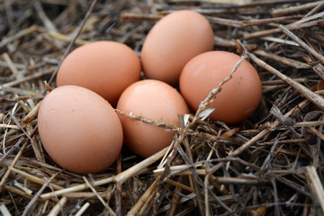 brown chicken eggs in the straw, food, agriculture 