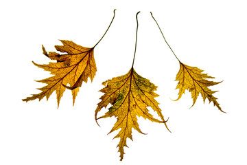 Wall Mural - close-up of yellow leaves with dark veins isolated on white background.