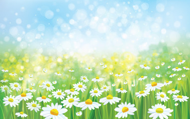 Wall Mural - vector summer nature background, blossoming flowers field.