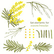 Set of hand-drawn elements for branches of mimosa