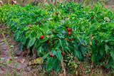 Fototapeta Kuchnia - red peppers ripening on the vegetable bed