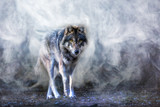 ein Wolf erscheint aus dichtem Nebel
