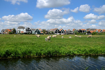 Canvas Print - typical dutch houses and sheep in the village marken, netherlands