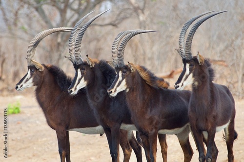 Fotografie, Obraz Sable Antelope posing in Chobe National Park,Botswana, Africa