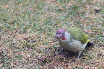 Wall Mural - Pic vert, Picus viridis