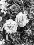 Fototapeta Do pokoju - Artificial rose gray flower background for your design.