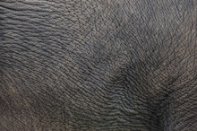 Elephant Skin Texture/patterns