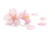 Japanese cherry blossom and petals #2