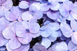 water painting group of violet hydreangea flowers in a garden