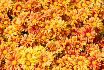 Wall Mural - beautiful orange autumn chrysanthemums for the background