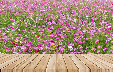 Wall Mural - wood floor on cosmos flower field for background