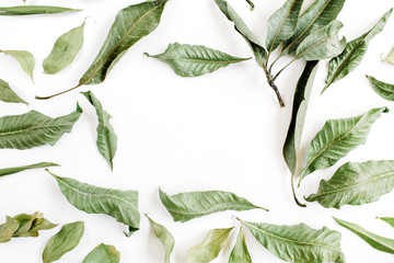 Wall Mural - Green leaves frame on white background. Flat lay, top view.