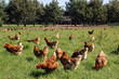 Free range chicken in pasture. Farming. Poultry. Netherlands. Chicken pecking in the grass.