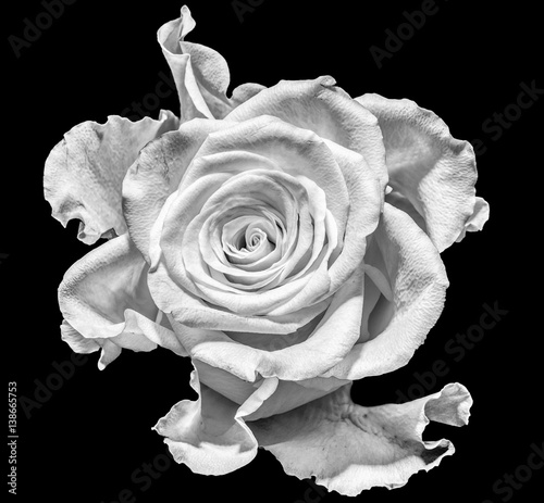 Naklejka na szafę Monochrome macro portrait of an isolated single white Rose blossom on black background - surreal, floral fantasy, fantastic realism, love, joy, happy, innocence