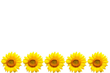 Poster - sunflower on white background