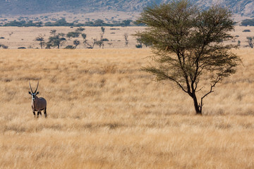  Oryx Namibia