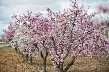 Wall Mural - Blooming almond trees at springtime in orchard